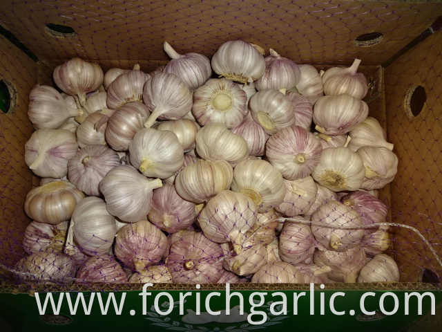 Normal White Garlic